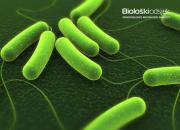 Escherichia coli.jpg